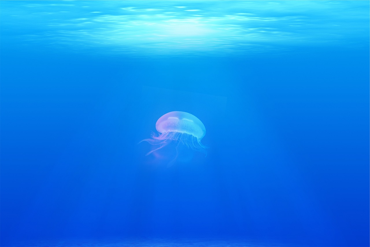 jellyfish-g5b7bbdb0d_1280